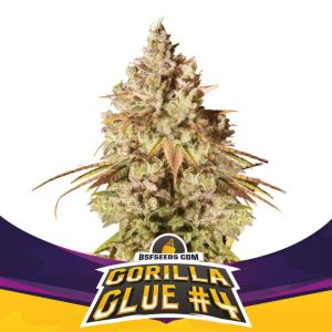 Gorilla Glue #4