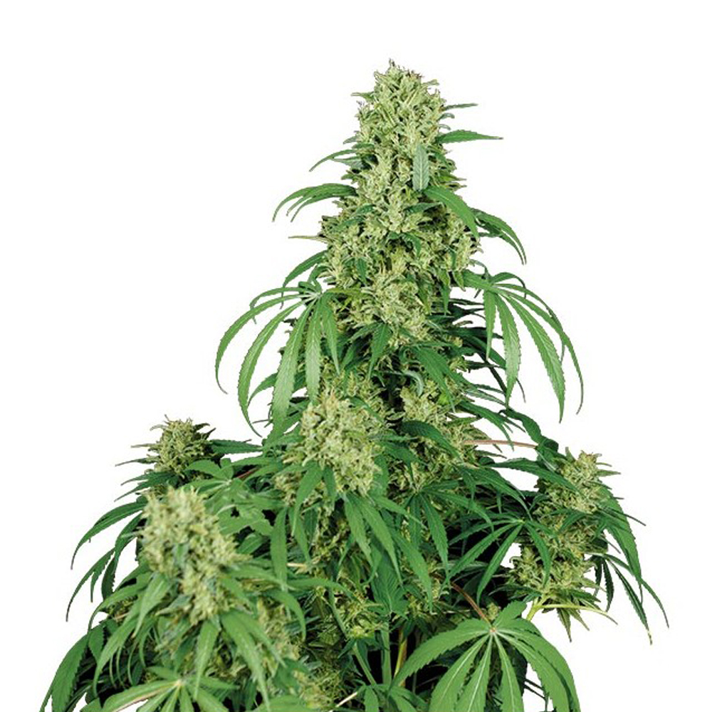 Buddha_Seeds_Calamity_Jane_BBD.012_rcbx-0z.jpg