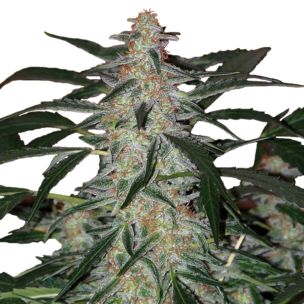 Buddha_Seeds_Deimos_BBD.003-5AU.jpg
