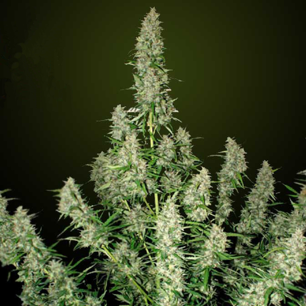Buddha_Seeds_Magnum_BBD.008-1AU-1.jpg