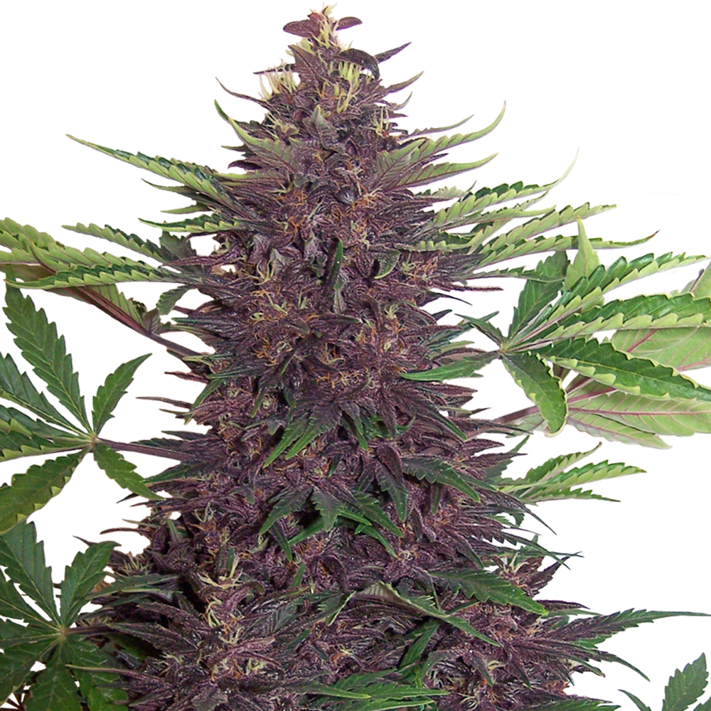 Buddha_Seeds_Purple_Kush_BBD.007-5AU.jpg