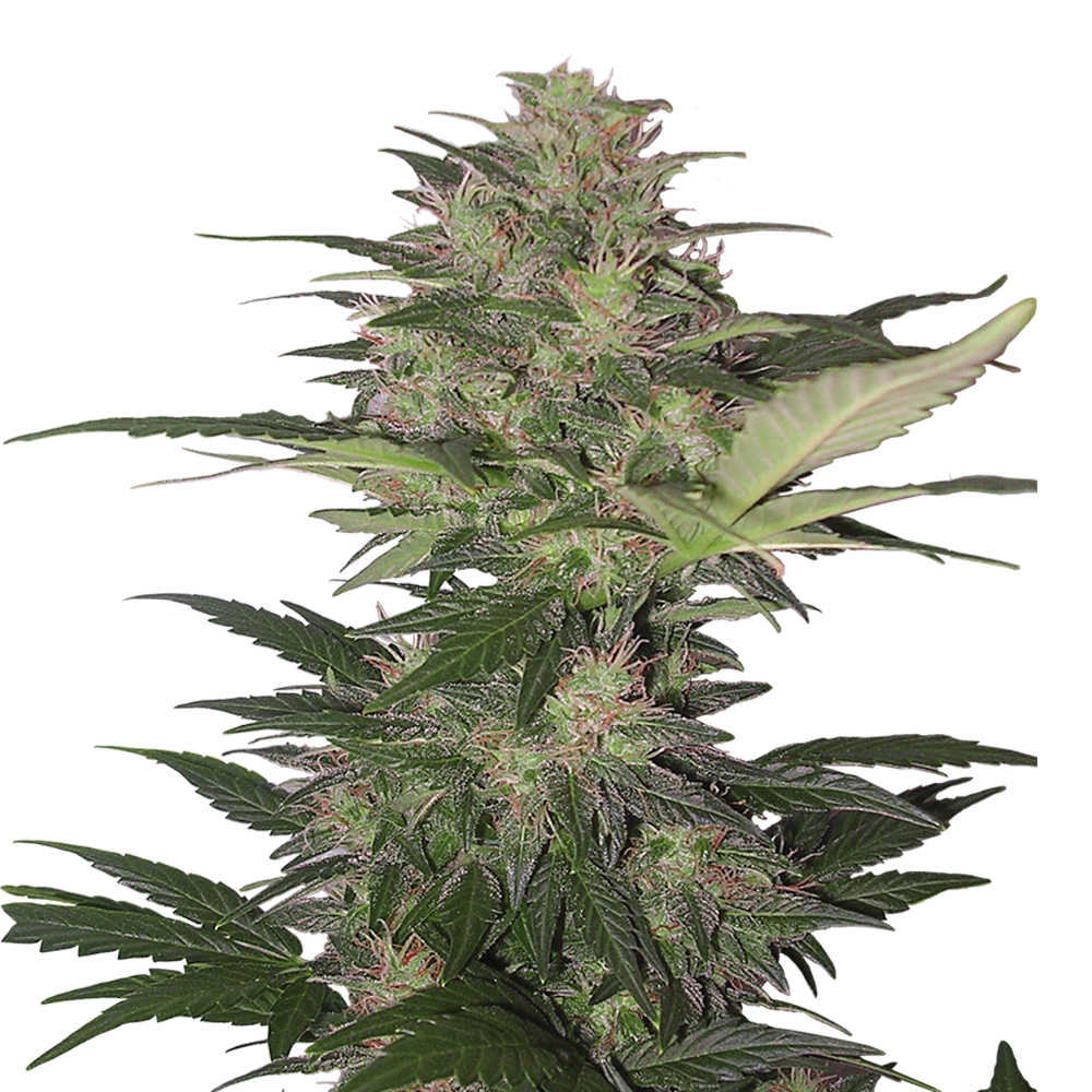 Buddha_Seeds_Red_Dwarf_BBD.002-1AU.jpg