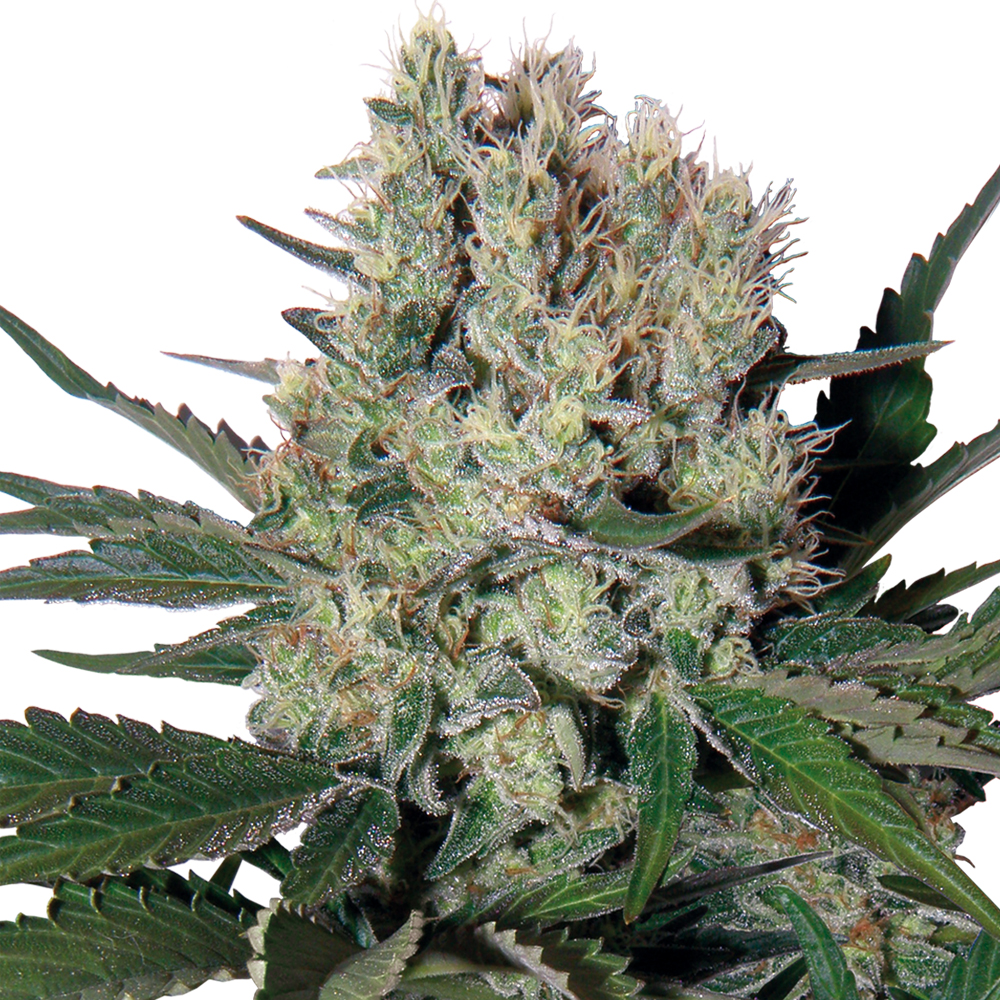 Buddha_Seeds_Syrup_BBD.004-1AU.jpg