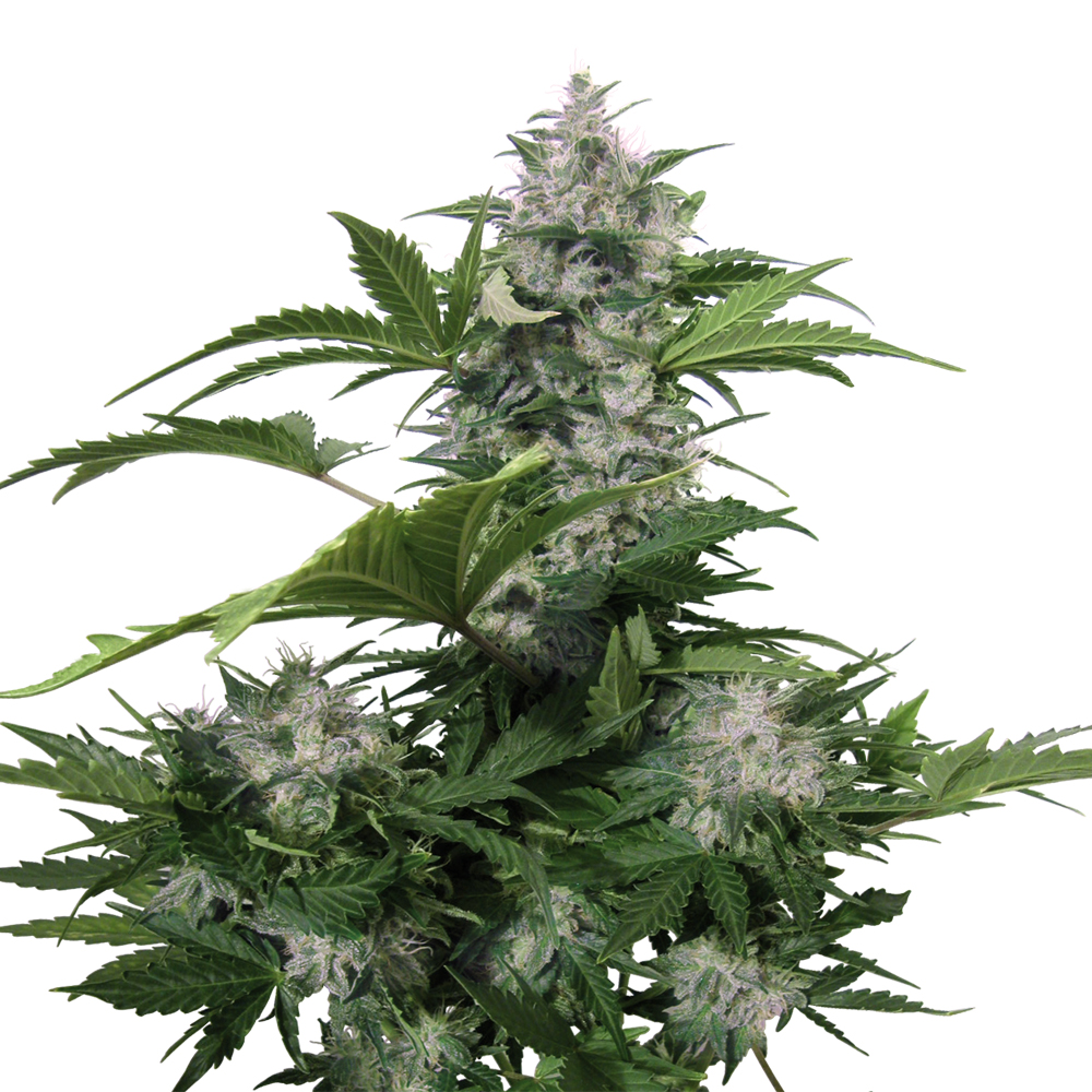 Buddha_Seeds_White_Dwarf_BBD.001-1AU.jpg
