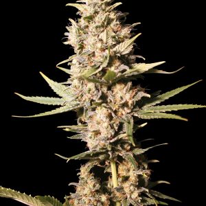 Missing in Barcelona 3+1