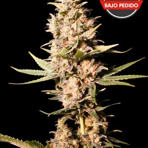 Missing in Barcelona 100