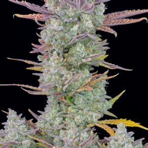 Gorilla Cookies Auto