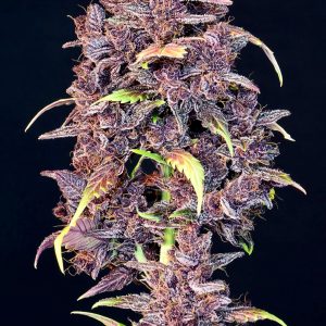 Purple Lemonade Auto