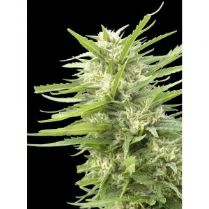 Kritikal Bilbo x AK-47