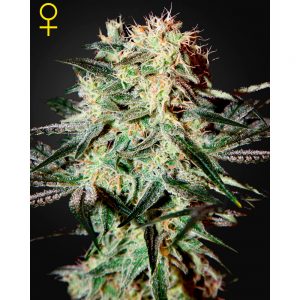 Arjan's Strawberry Haze