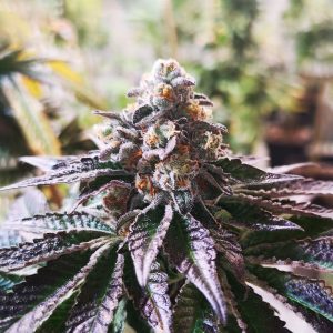 Cookies Purple Punch