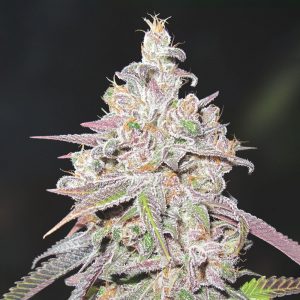 Mendocino Chanel Kush