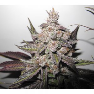 Mendocino Purple Kush