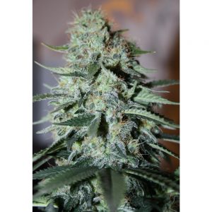 Original White Widow