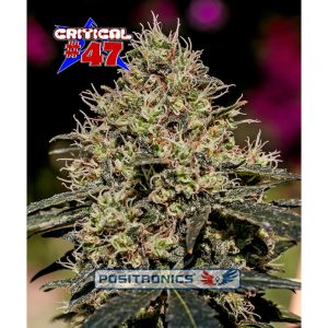 Critical #47