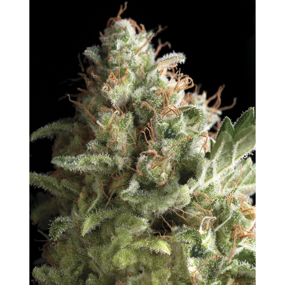 Pyramid_Seeds_American_Pie_BPY.041_zzpu-36.jpg