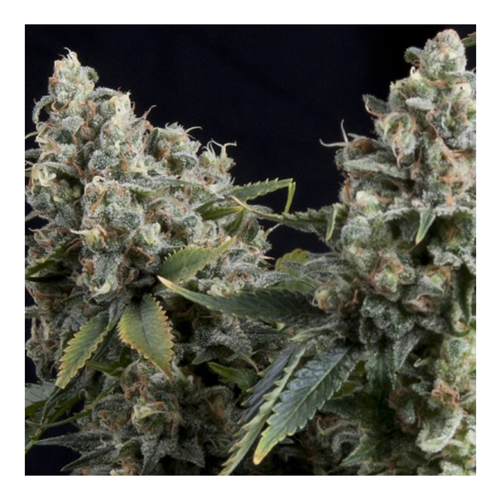 Pyramid_Seeds_Auto_Tutankhamon_2_BPY.014.jpg