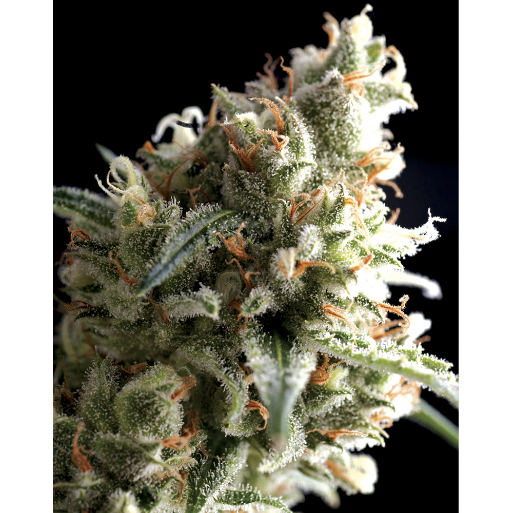 Pyramid_Seeds_Super_Hash_BPY.016-1.jpg
