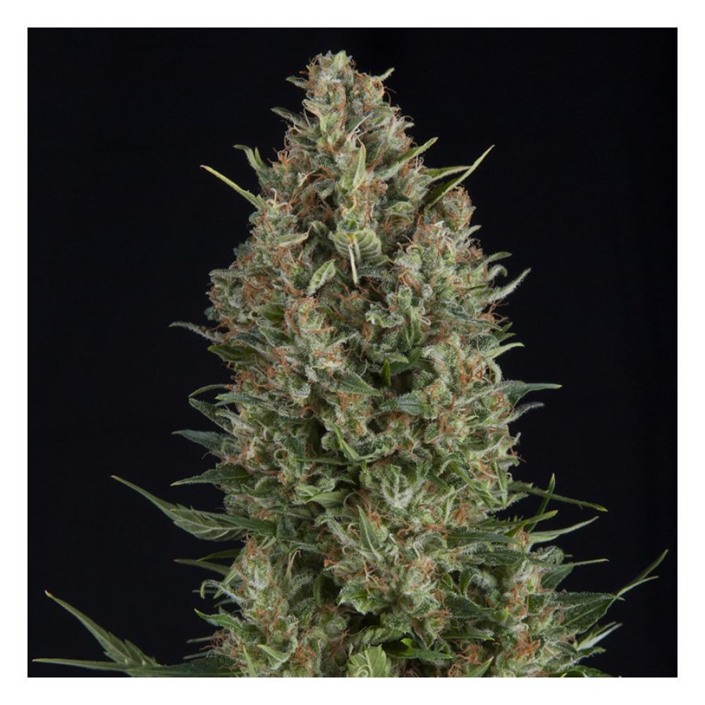 Pyramid_Seeds_Wembley_BPY.011-1.jpg