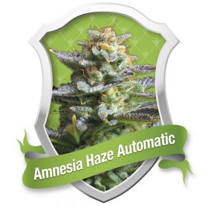 Amnesia Haze Automatic