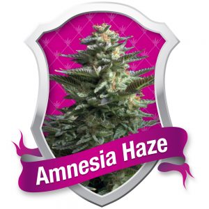 Amnesia Haze