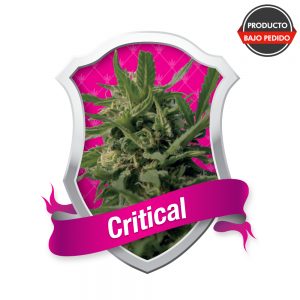 Critical