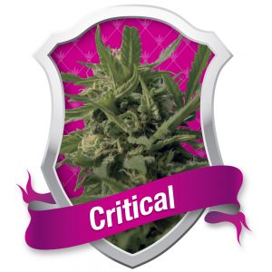 Critical