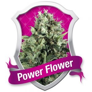 Power Flower