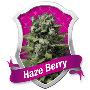 Haze Berry