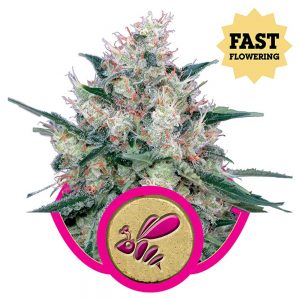 Honey Cream fast version