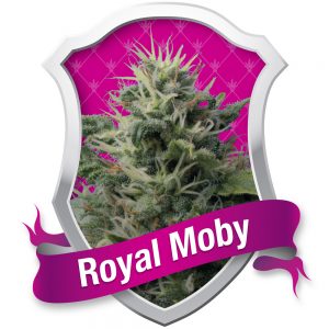 Royal Moby