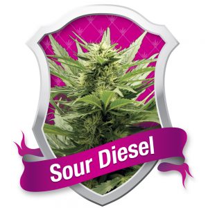 Sour Diesel