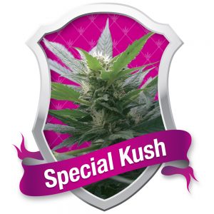 Special Kush #1