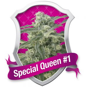 Special Queen #1