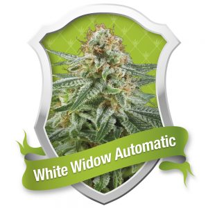 White Widow Automatic