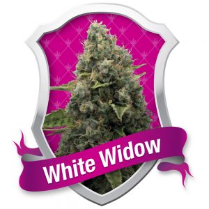 White Widow
