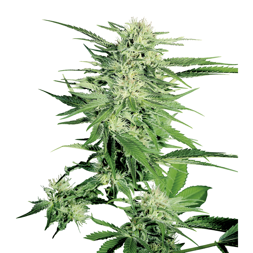 Sensi_Seeds_Big_Bud_BSS.006_zi5r-d5.jpg