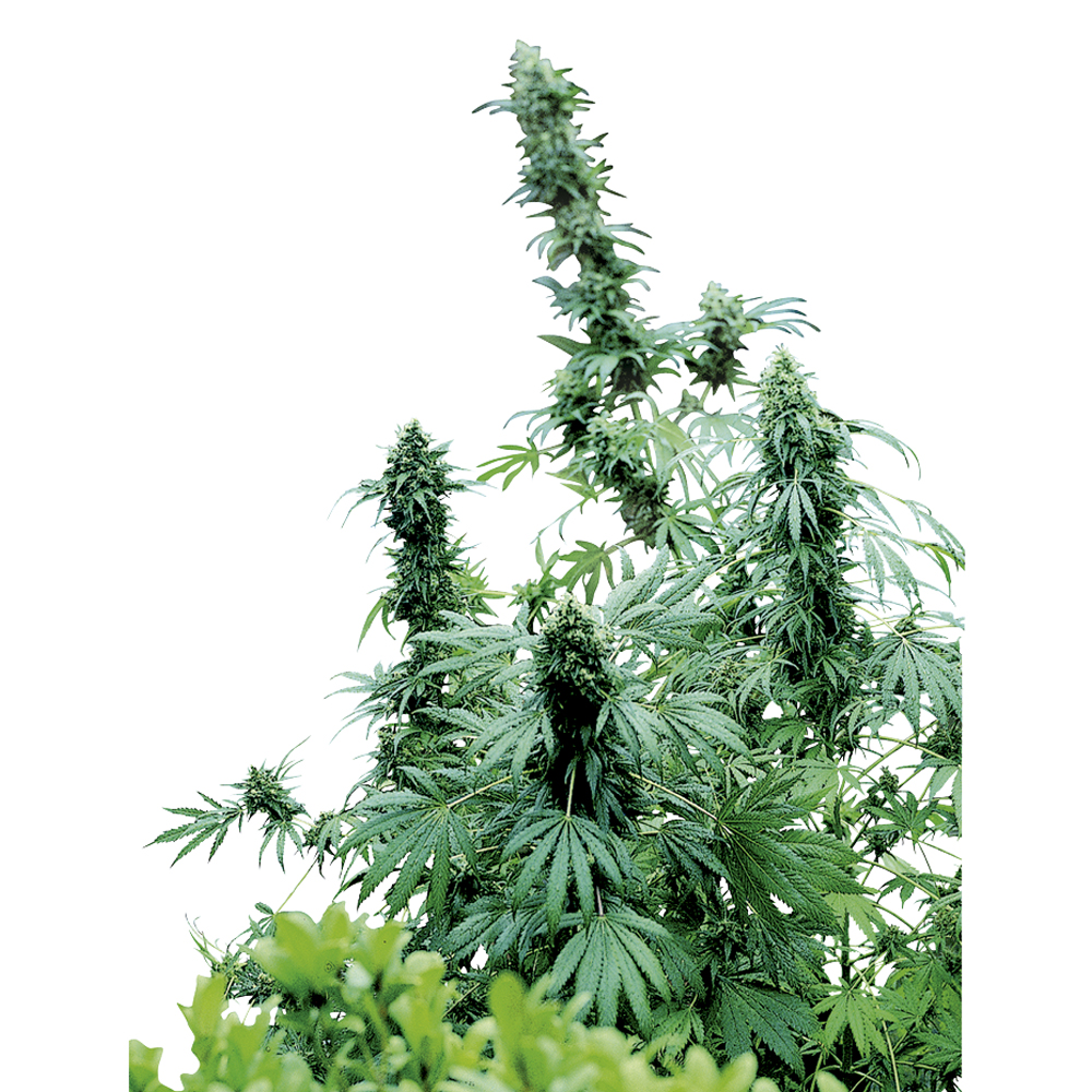 Sensi_Seeds_Early_Skunk_BSS.022-1.jpg