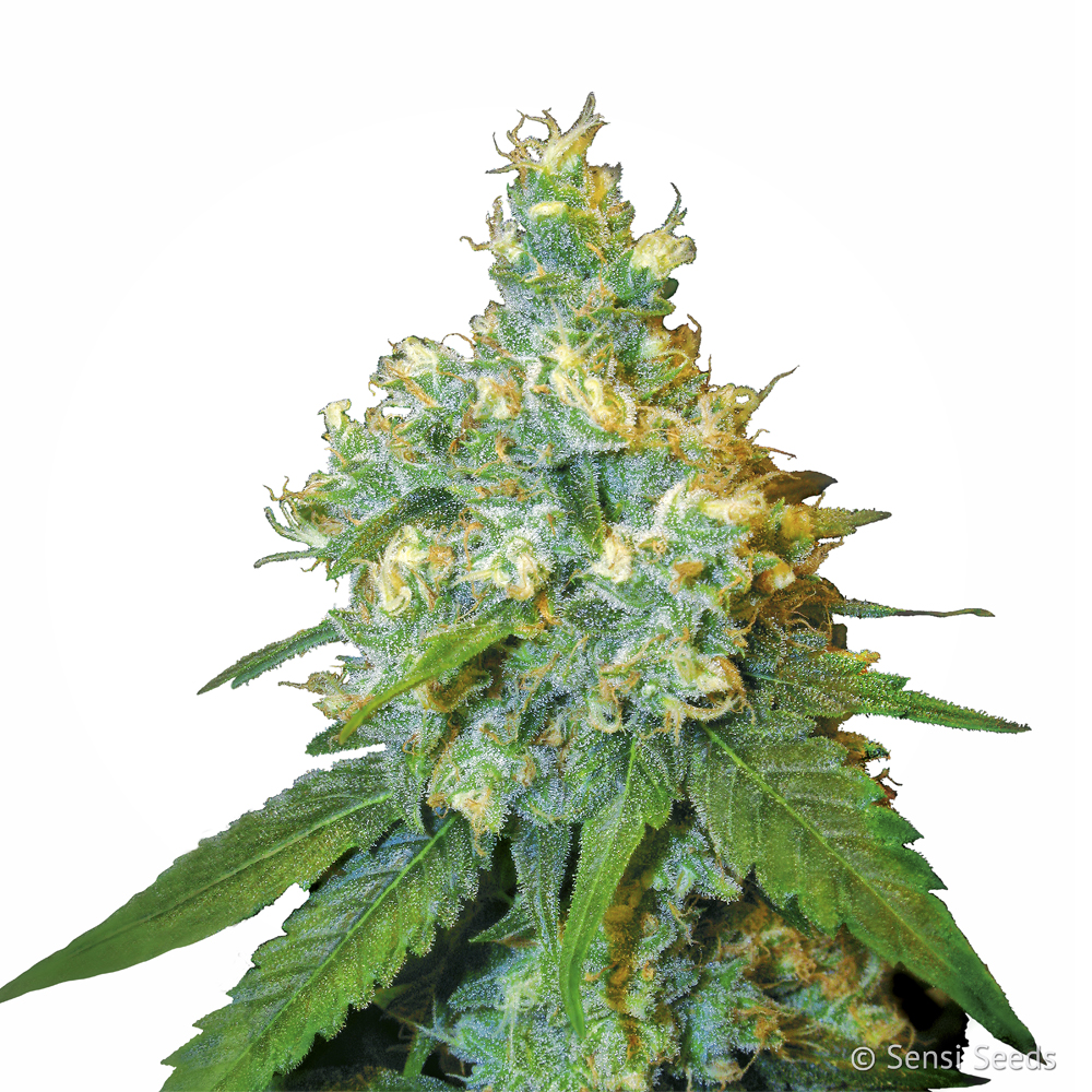 Sensi_Seeds_Jack_Herer_BSS.049_aude-rw_cwc4-7d.jpg