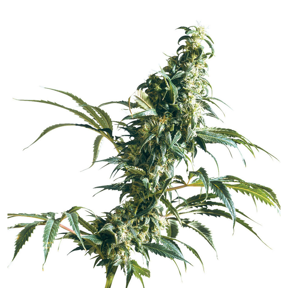 Sensi_Seeds_Mexican_Sativa_BSS.025_e3ke-sq.jpg