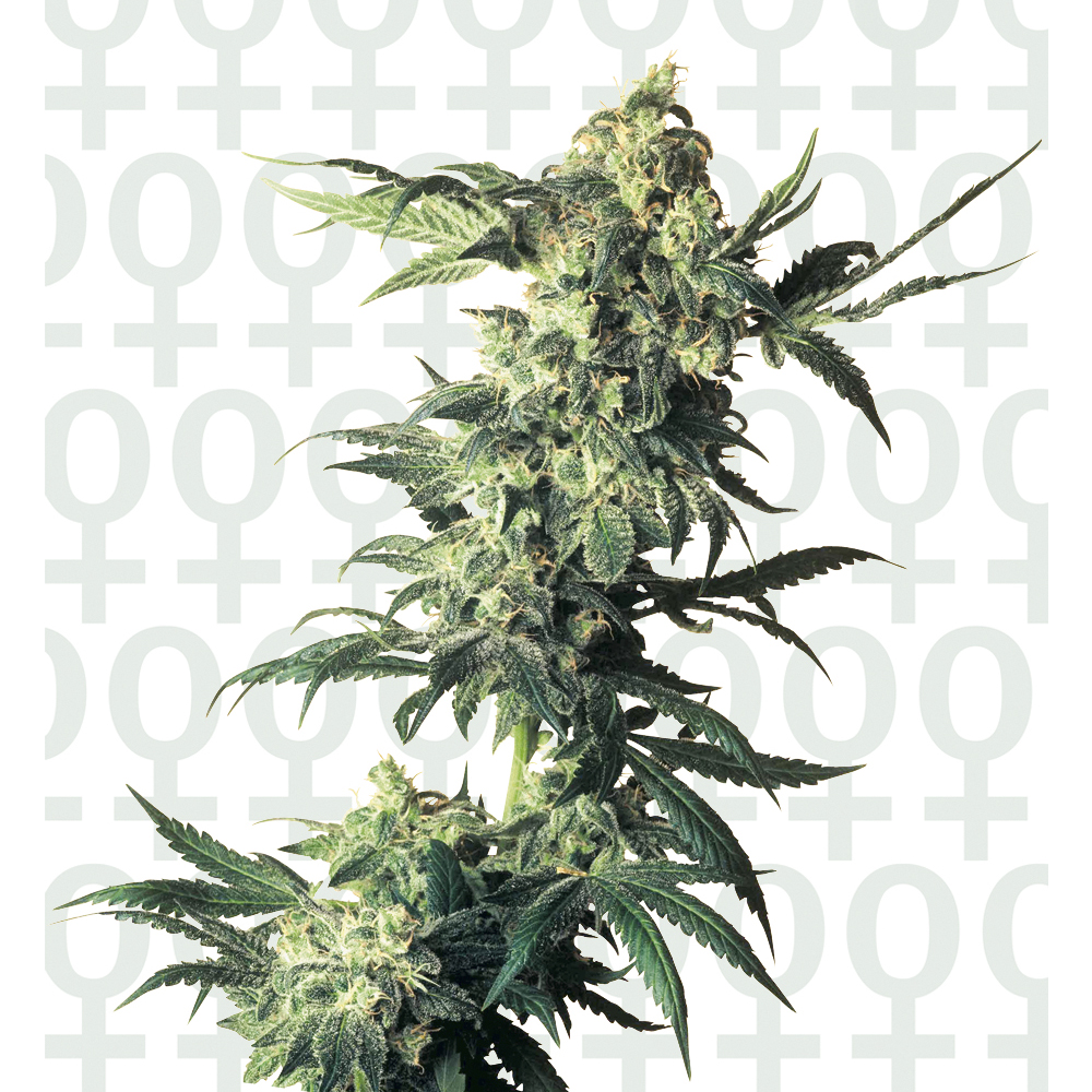 Sensi_Seeds_Northern_Lights_BSS.002_xapk-li.jpg