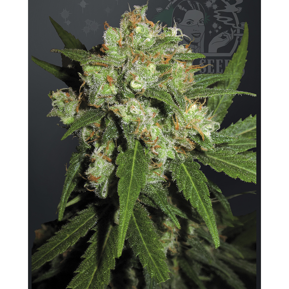 Sensi_Seeds_Sensi_Skunk_BSS.016.jpg