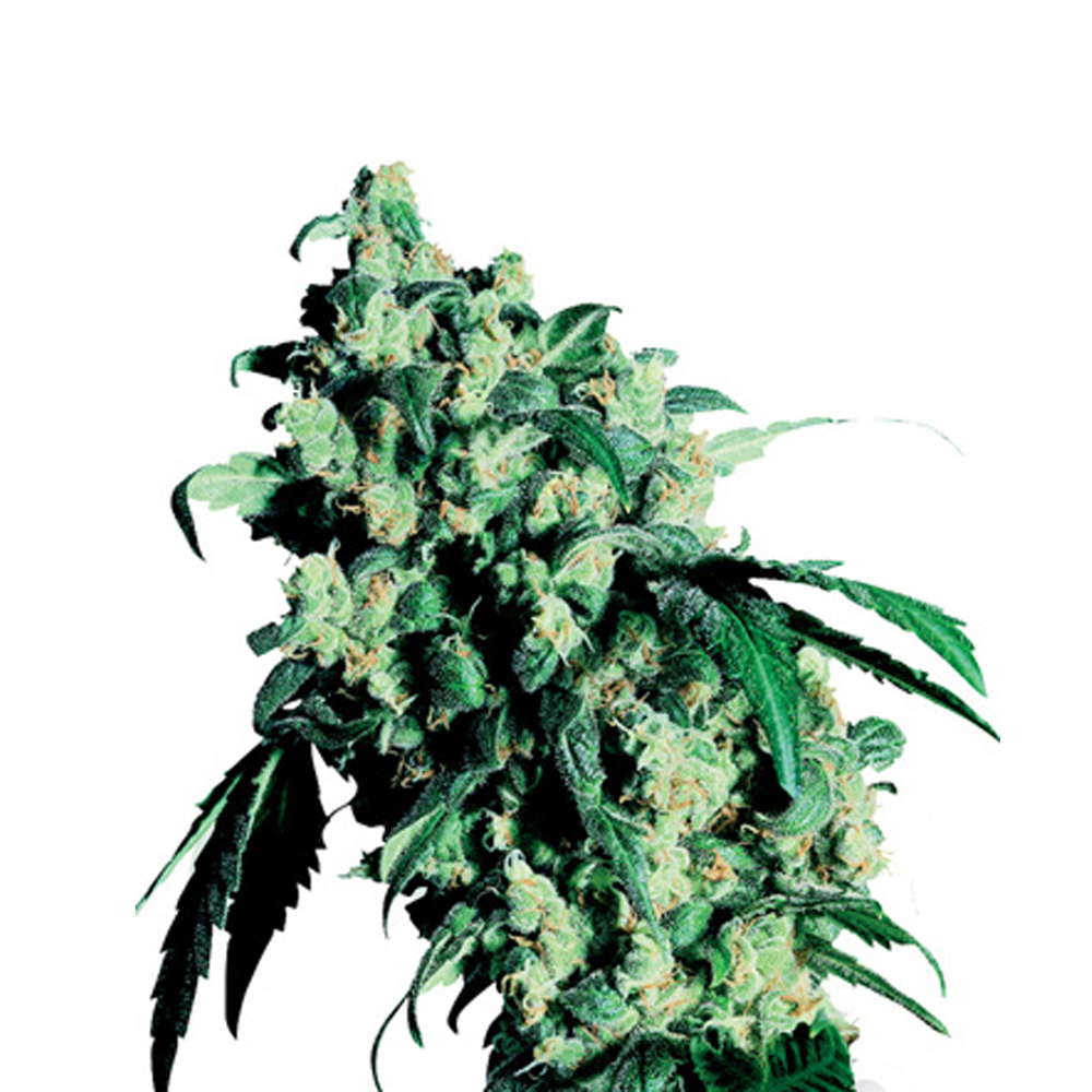 Sensi_Seeds_Super_Skunk_BSS.012.jpg