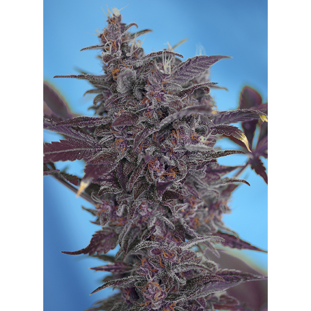 Sweet_Seeds_Black_Cream_BSW.037_b59h-t4.jpg