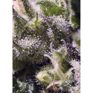 Cream Caramel (automática)