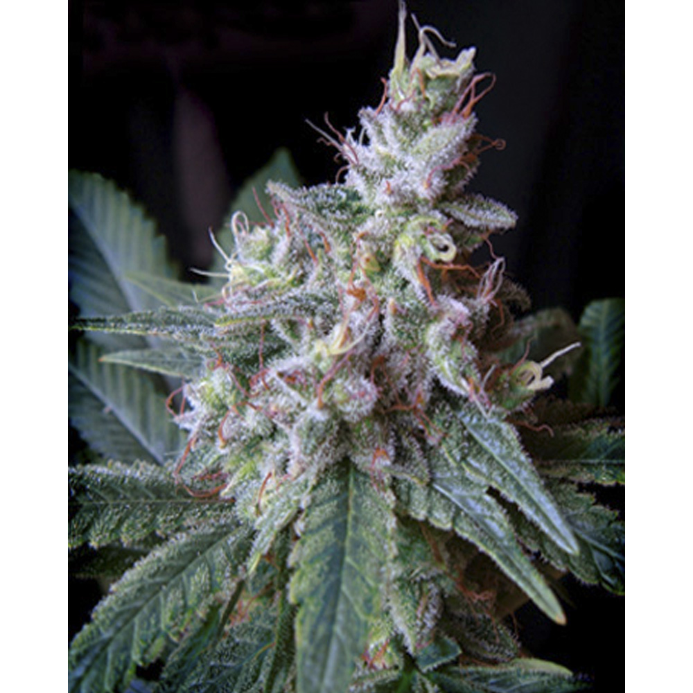 Sweet_Seeds_Cream_Caramel_Fast_BSW.040.jpg