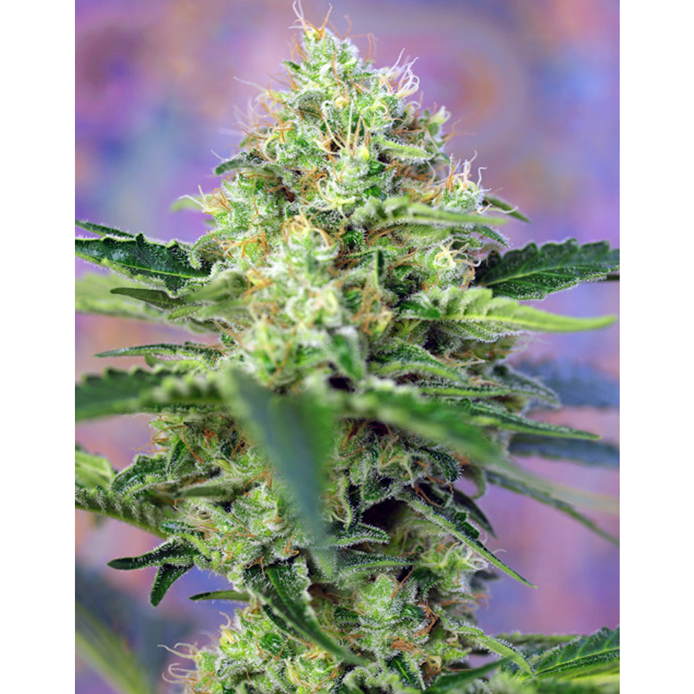 Sweet_Seeds_Crystal_candy_BSW.058_5rs0-uq.jpg