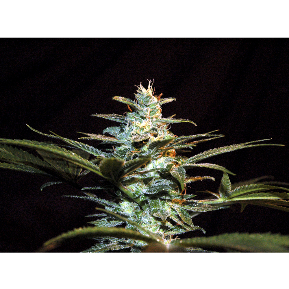 Sweet_Seeds_Ice_Cool_BSW.004_iwxd-m3.jpg