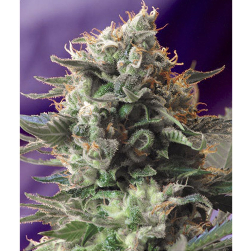 Sweet_Seeds_Jack_47_BSW.007_hjfy-7s.jpg