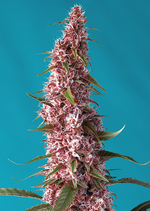 Sweet_Seeds_RED_PURE_AUTO_CBD_BSW.083_z3x6-m5.jpg